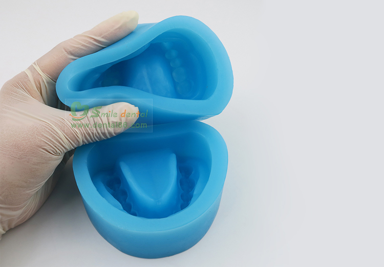 TM-C2 Pathology Model with a tooth missing